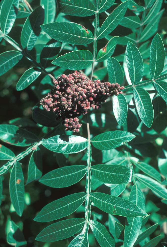 Rhus Copallinum - View 3 from www redcrocus com