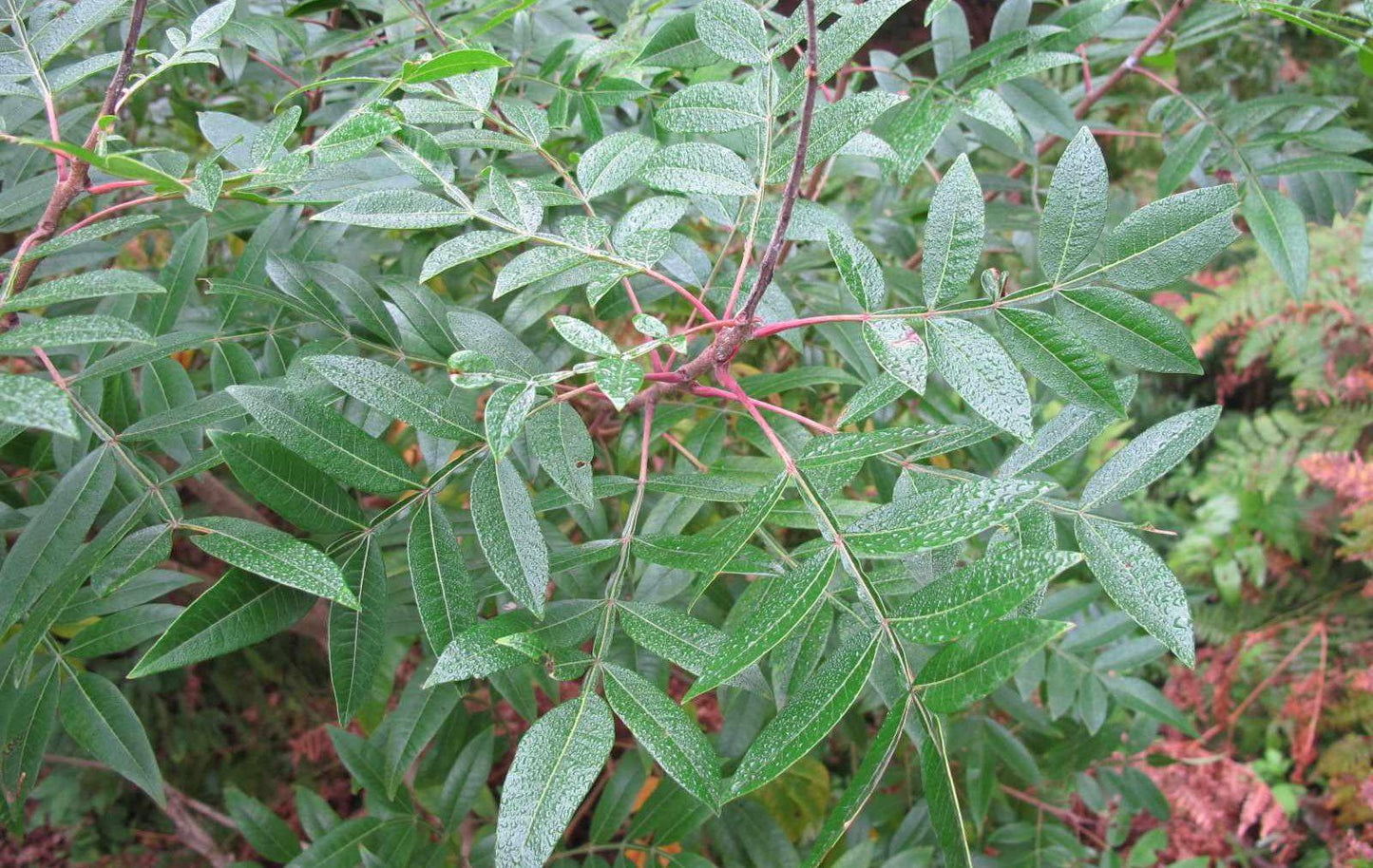 Rhus Copallinum - View 4 from www redcrocus com