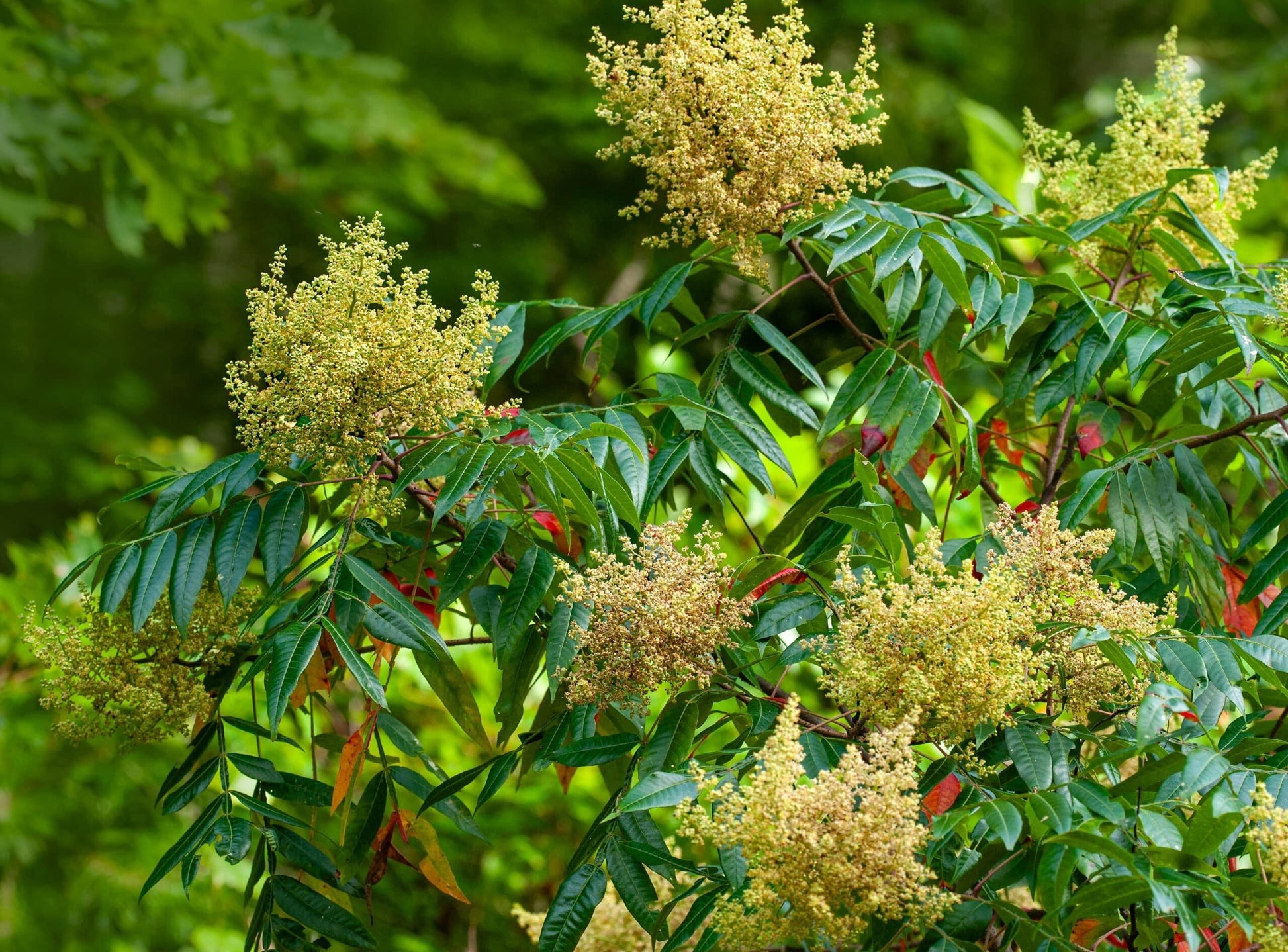Rhus Copallinum - View 5 from www redcrocus com
