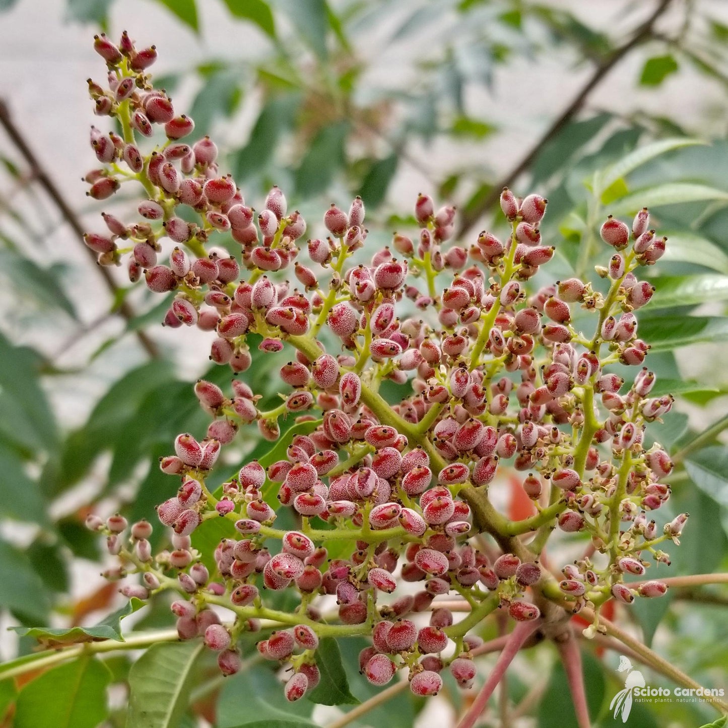 Rhus Copallinum - View 7 from www redcrocus com