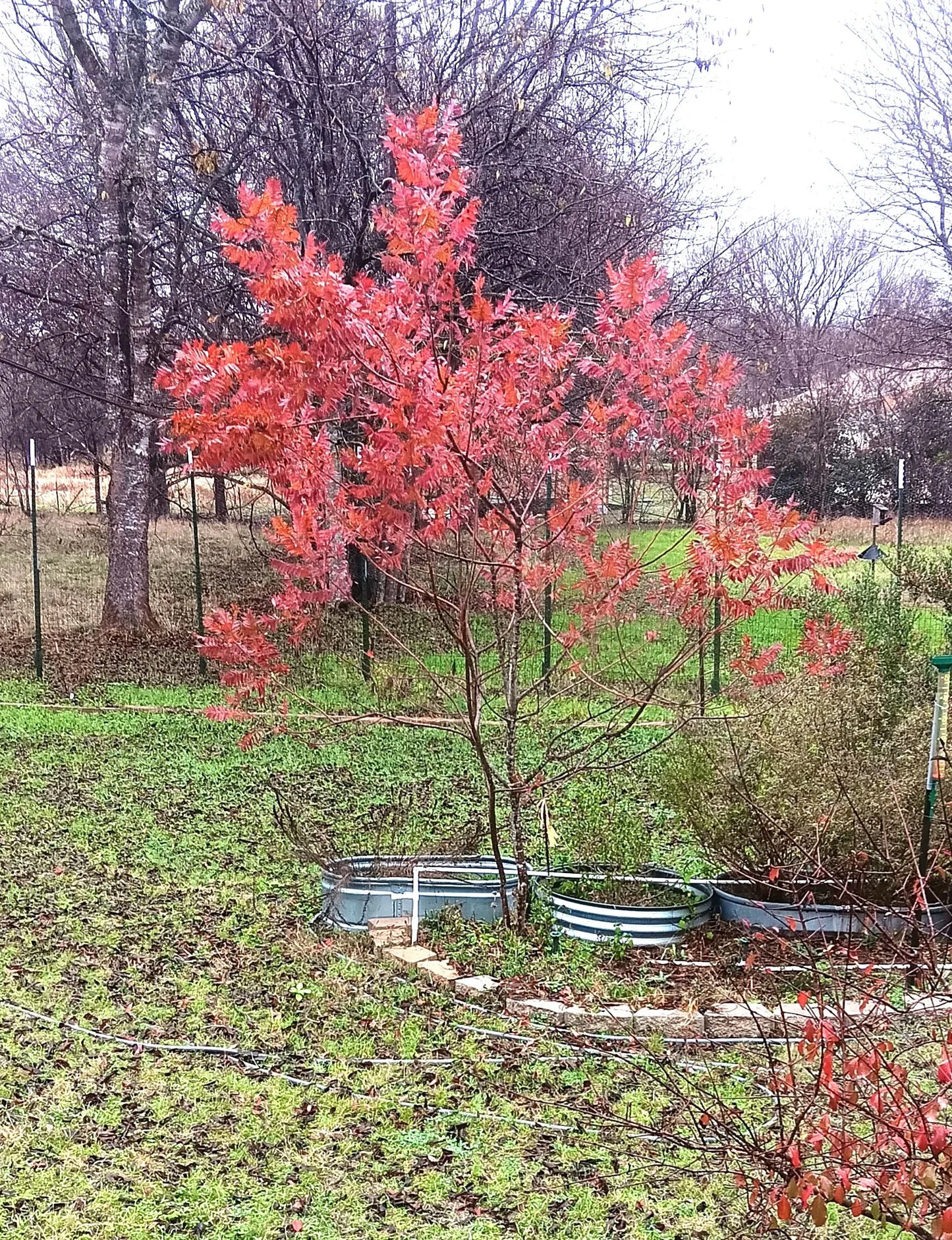Rhus Copallinum - View 9 from www redcrocus com