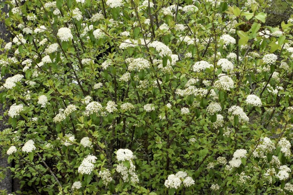 Viburnum Prunifolium - View 14 from www redcrocus com