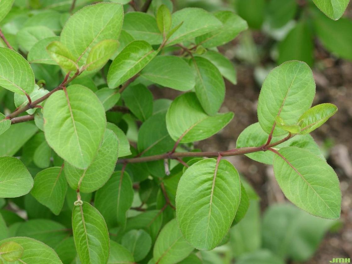 Viburnum Prunifolium - View 17 from www redcrocus com