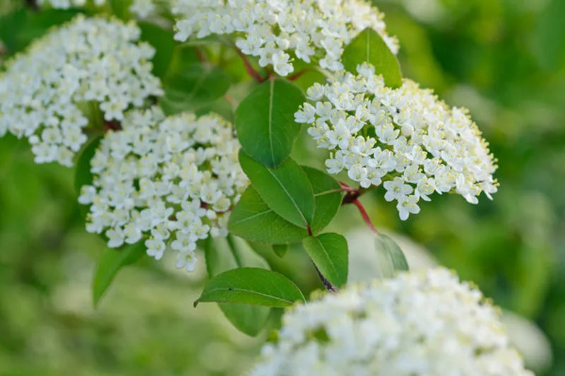 Viburnum Prunifolium - View 18 from www redcrocus com