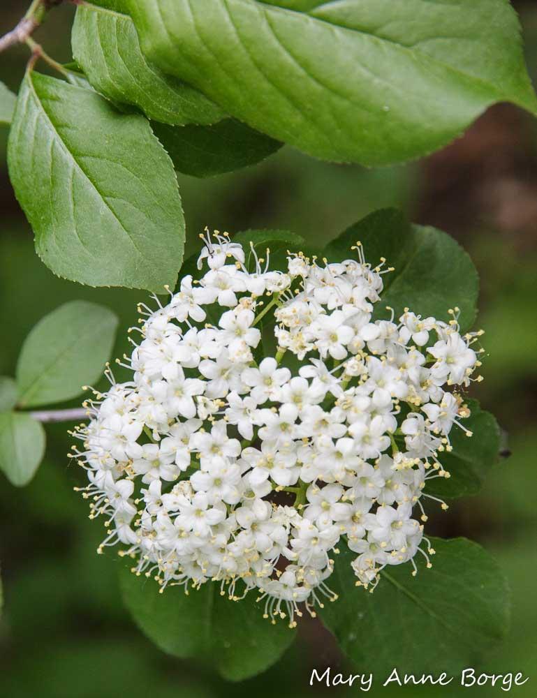 Viburnum Prunifolium - View 25 from www redcrocus com