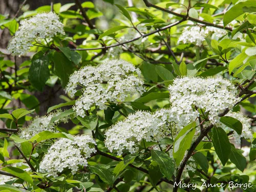 Viburnum Prunifolium - View 35 from www redcrocus com