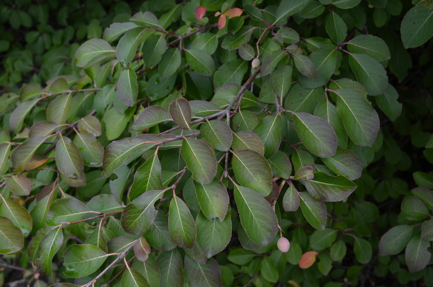 Viburnum Prunifolium - View 38 from www redcrocus com