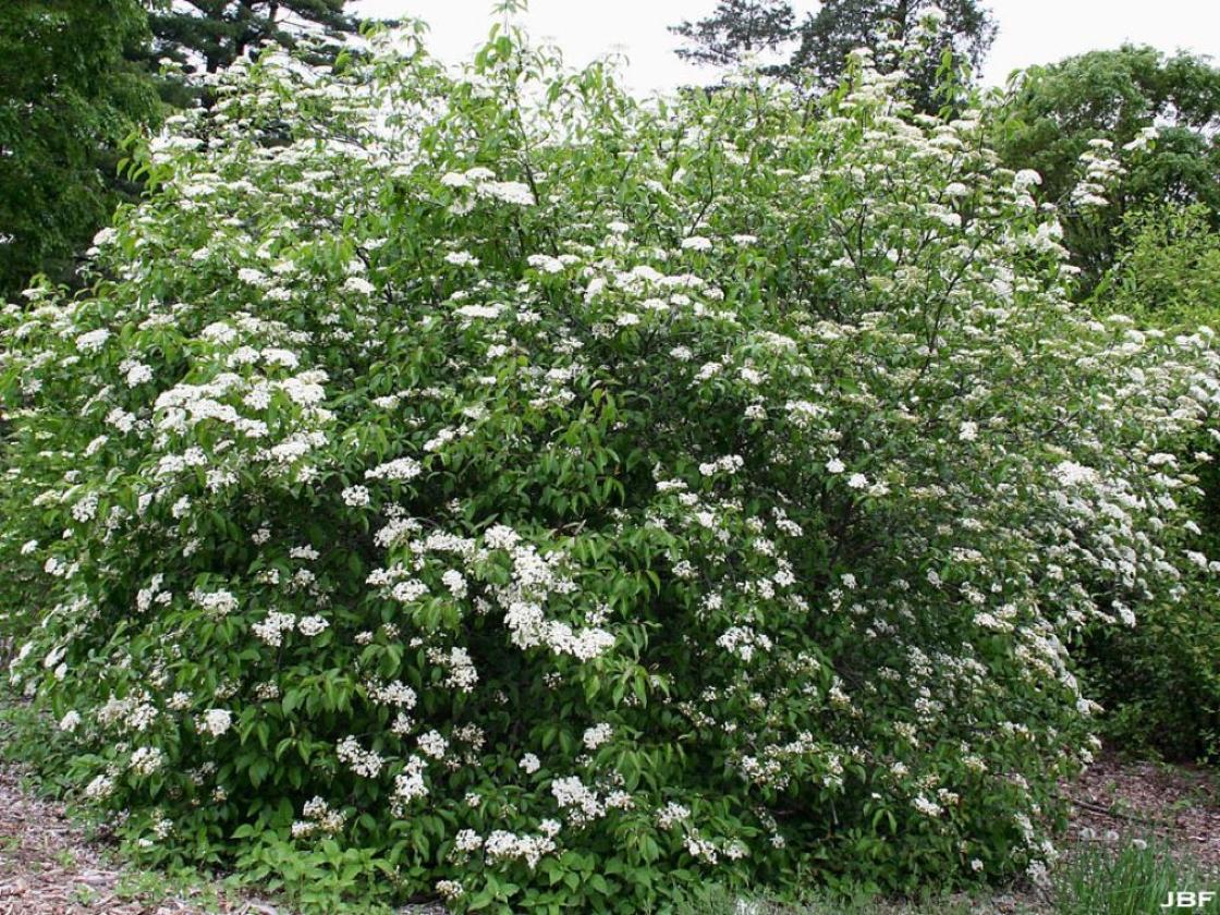Viburnum Prunifolium - View 3 from www redcrocus com