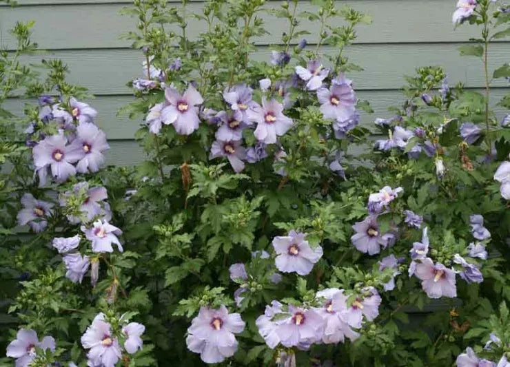 Hibiscus Syriacus 'azzuri Blue Satin' - View 16 from www redcrocus com