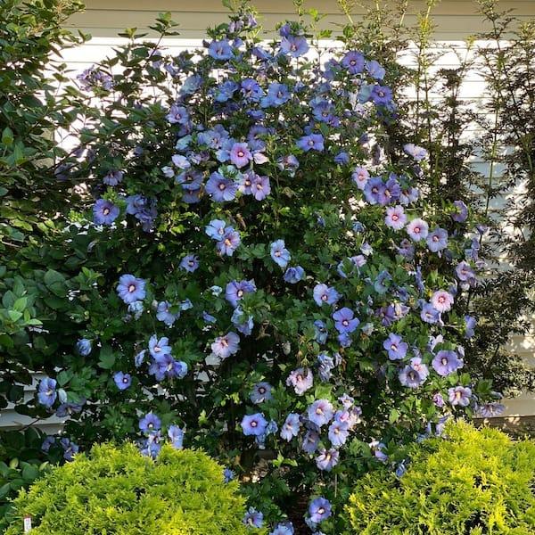 Hibiscus Syriacus 'azzuri Blue Satin' - View 18 from www redcrocus com