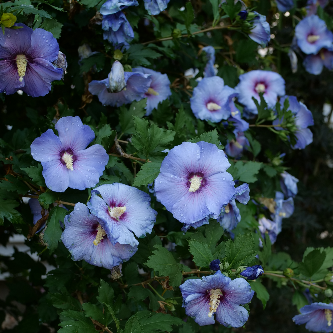 Hibiscus Syriacus 'azzuri Blue Satin' - View 19 from www redcrocus com