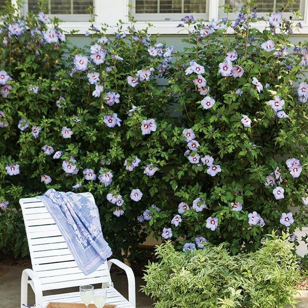 Hibiscus Syriacus 'azzuri Blue Satin' - View 20 from www redcrocus com