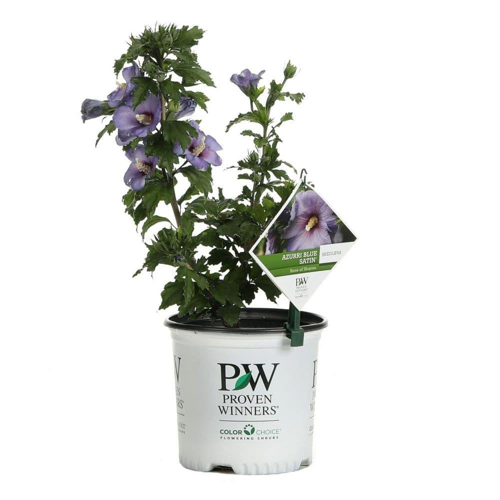 Hibiscus Syriacus 'azzuri Blue Satin' - View 25 from www redcrocus com