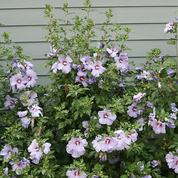 Hibiscus Syriacus 'azzuri Blue Satin' - View 27 from www redcrocus com