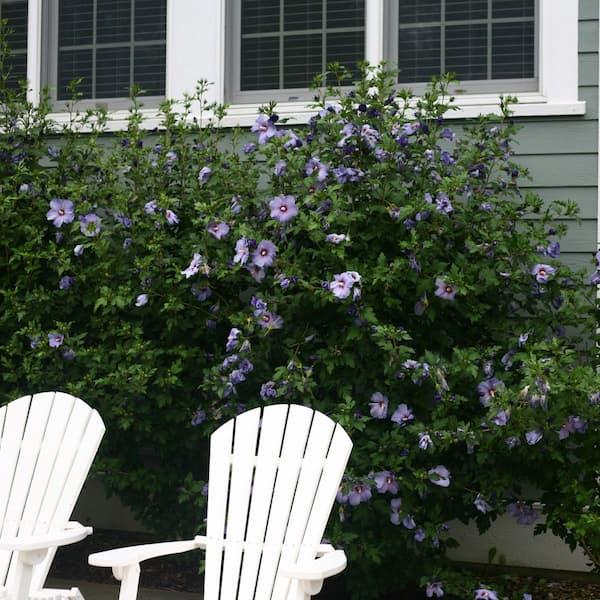 Hibiscus Syriacus 'azzuri Blue Satin' - View 28 from www redcrocus com
