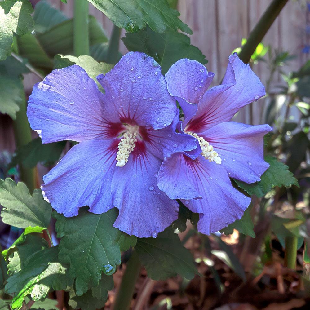 Hibiscus Syriacus 'azzuri Blue Satin' - View 29 from www redcrocus com