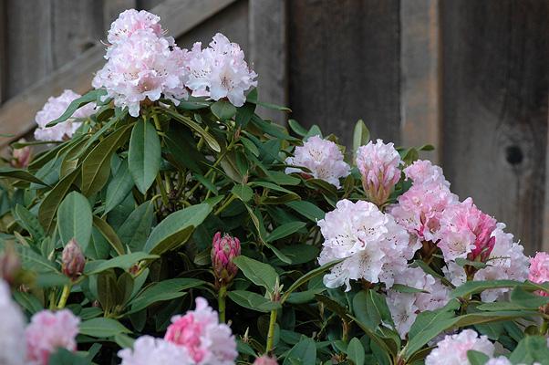 Rhododendron 'cheer' - View 10 from www redcrocus com