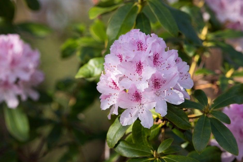 Rhododendron 'cheer' - View 11 from www redcrocus com