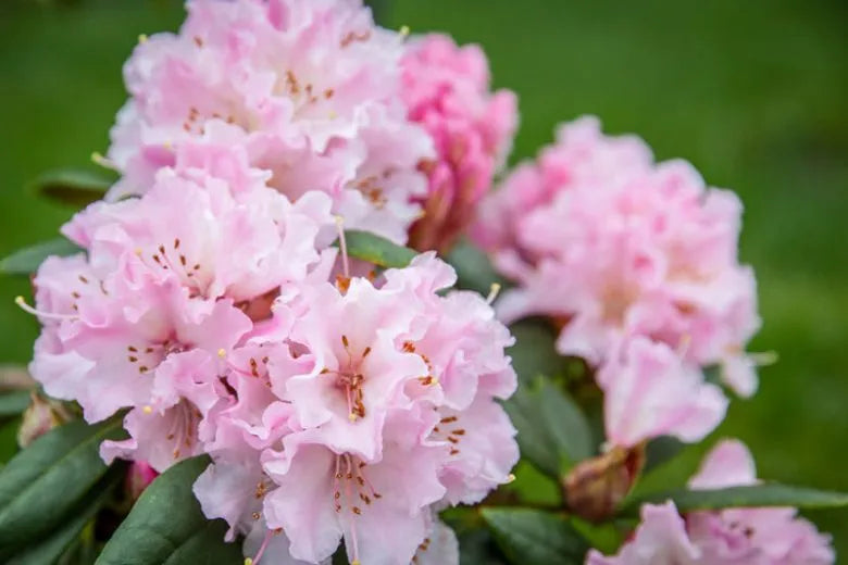 Rhododendron 'cheer' - View 12 from www redcrocus com