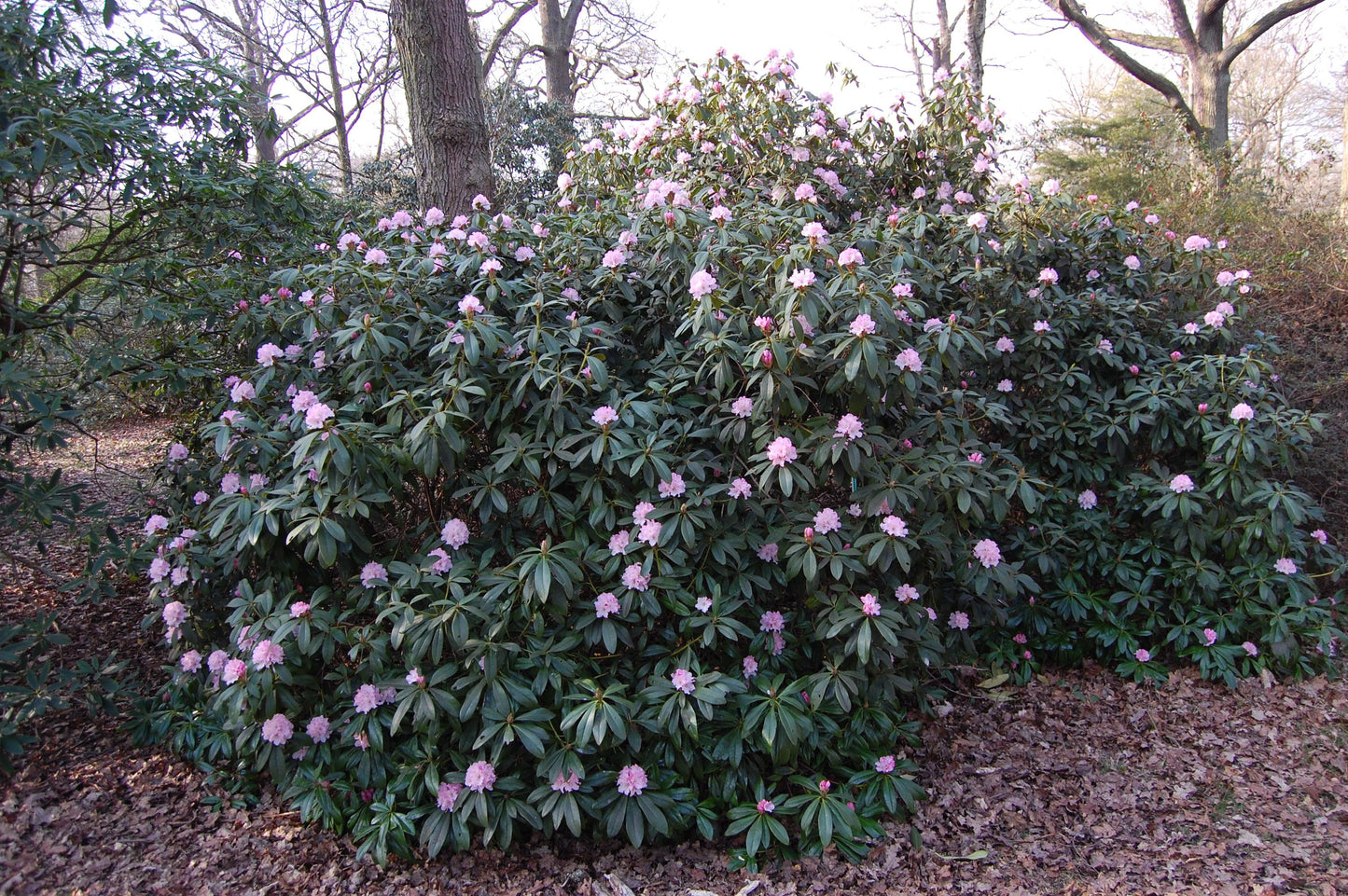 Rhododendron 'cheer' - View 14 from www redcrocus com