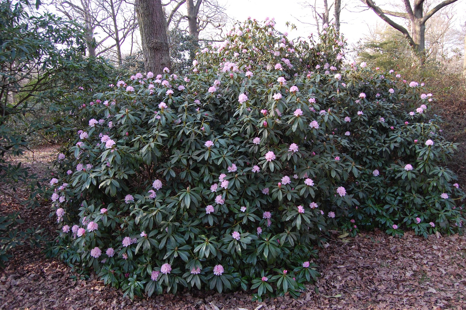 Rhododendron 'cheer' - View 14 from www redcrocus com