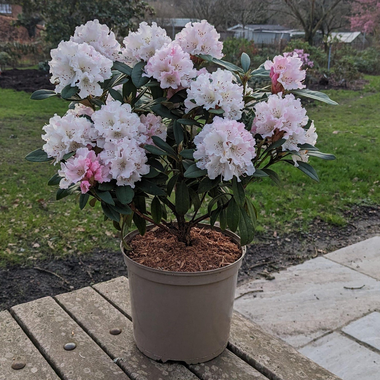 Rhododendron 'cheer' - View 17 from www redcrocus com