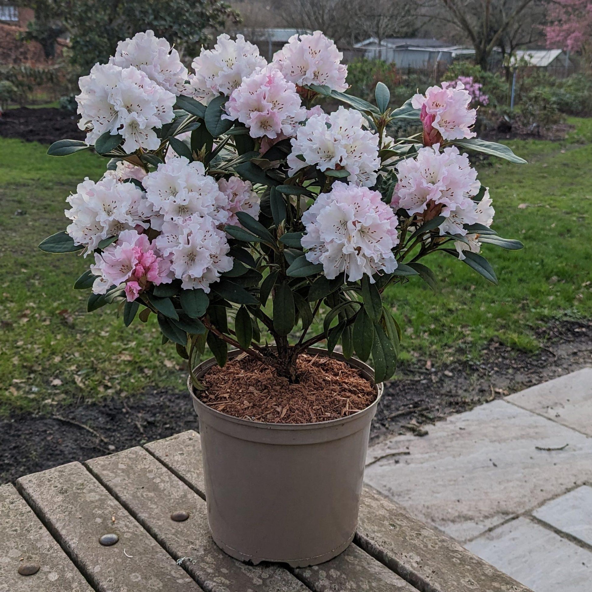 Rhododendron 'cheer' - View 17 from www redcrocus com