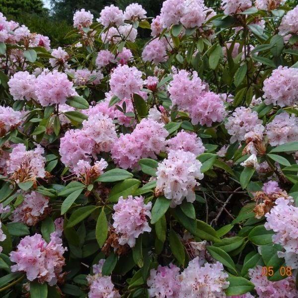 Rhododendron 'cheer' - View 18 from www redcrocus com