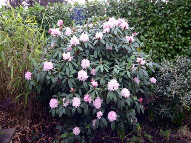 Rhododendron 'cheer' - View 19 from www redcrocus com