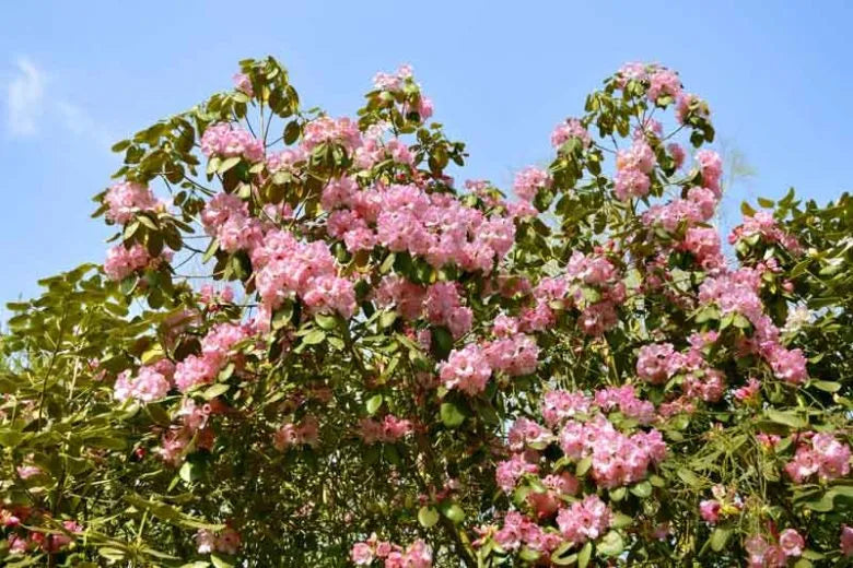 Rhododendron 'cheer' - View 21 from www redcrocus com