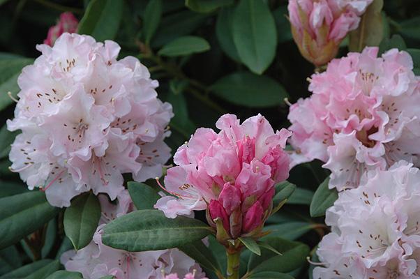 Rhododendron 'cheer' - View 26 from www redcrocus com