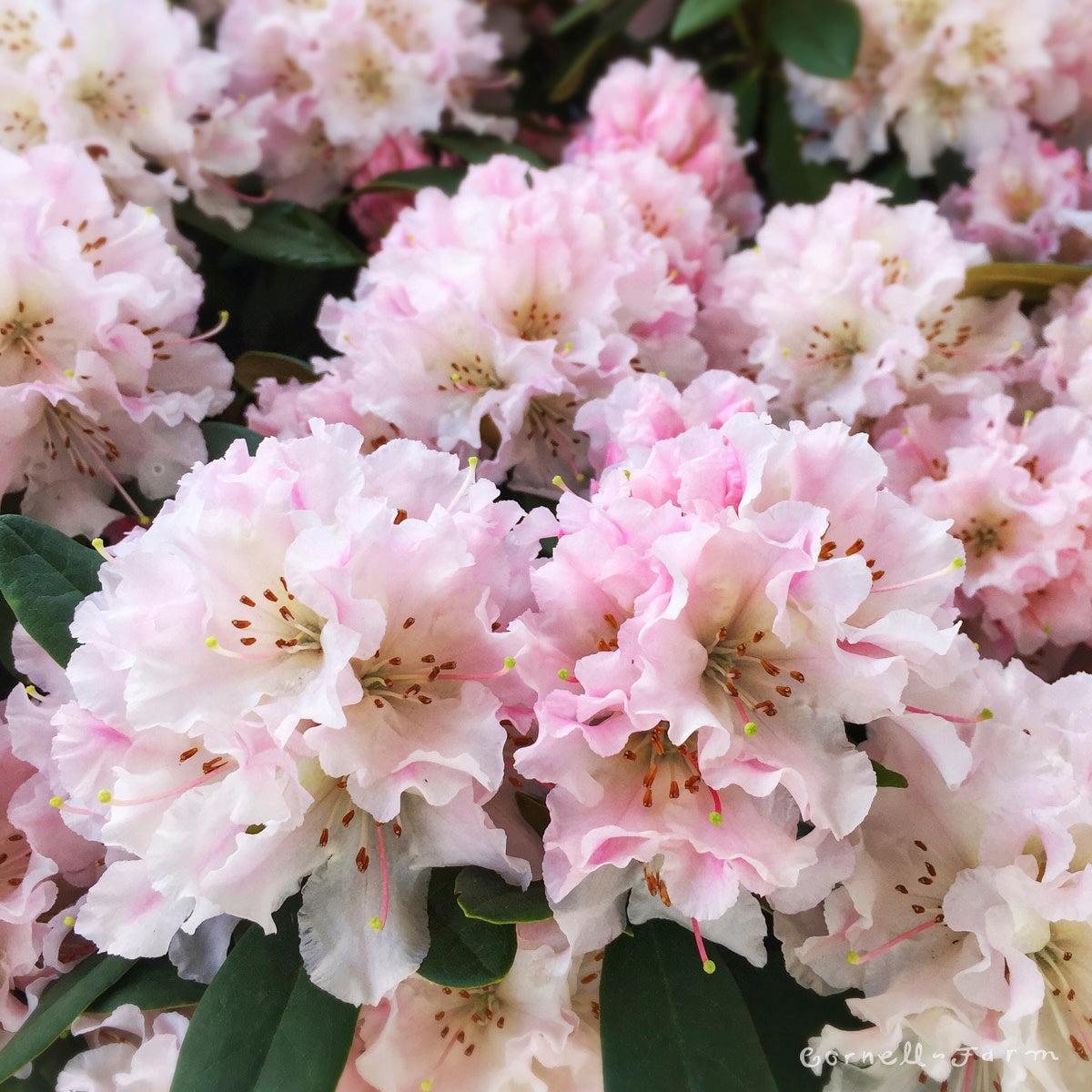Rhododendron 'cheer' - View 27 from www redcrocus com