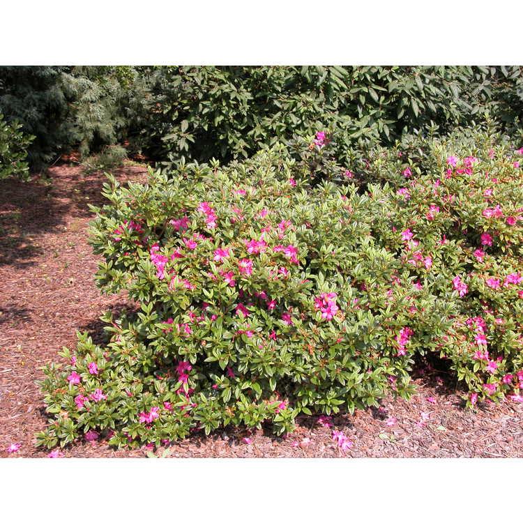 Rhododendron 'cheer' - View 28 from www redcrocus com