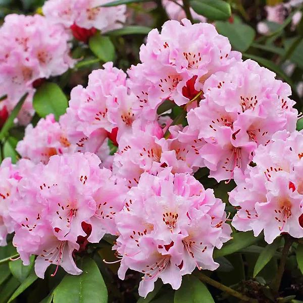 Rhododendron 'cheer' - View 29 from www redcrocus com