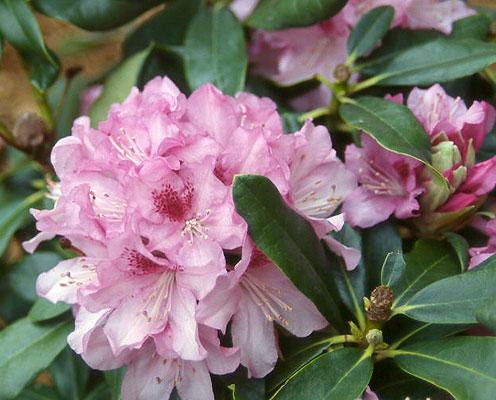 Rhododendron 'cheer' - View 2 from www redcrocus com