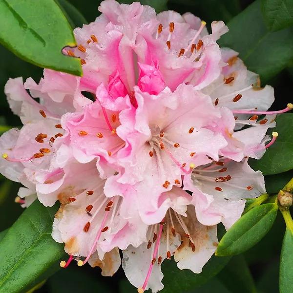 Rhododendron 'cheer' - View 31 from www redcrocus com