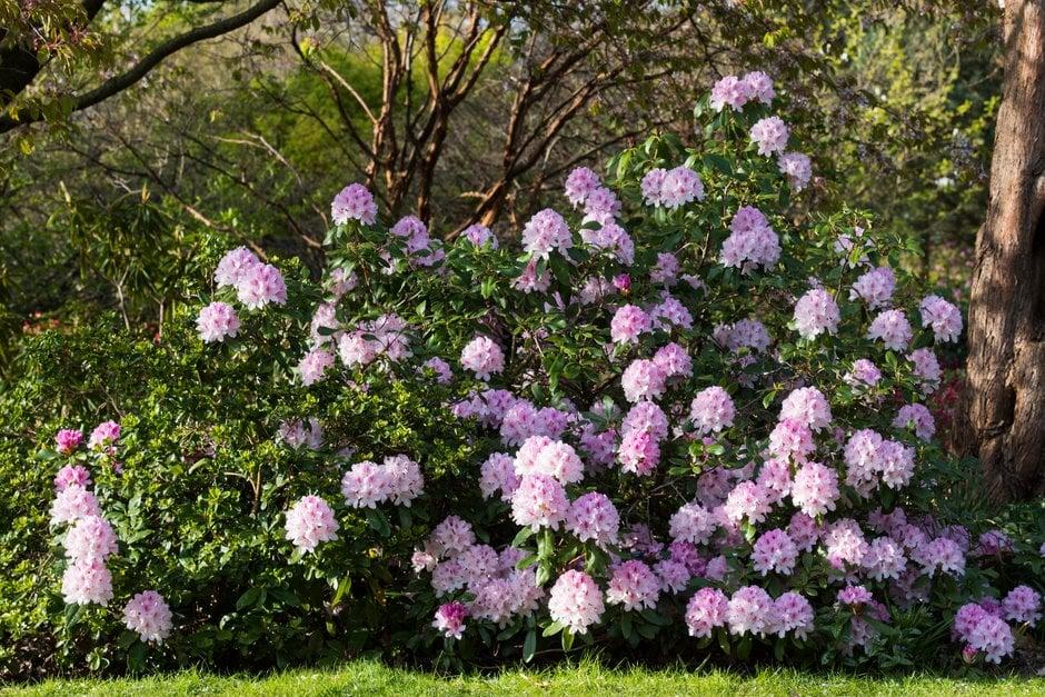 Rhododendron 'cheer' - View 3 from www redcrocus com