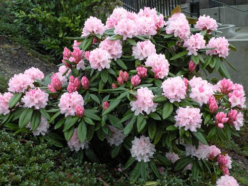 Rhododendron 'cheer' - View 4 from www redcrocus com