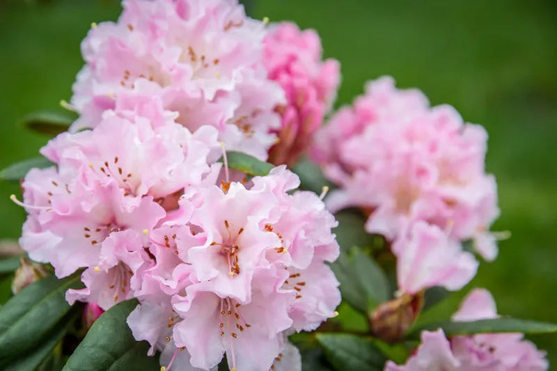 Rhododendron 'cheer' - View 5 from www redcrocus com