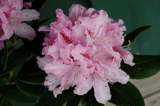 Rhododendron 'cheer' - View 6 from www redcrocus com