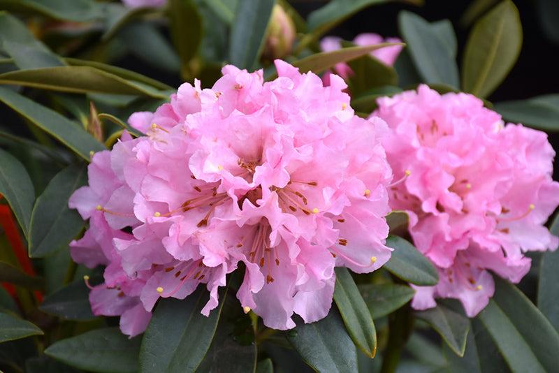 Rhododendron 'cheer' - View 8 from www redcrocus com