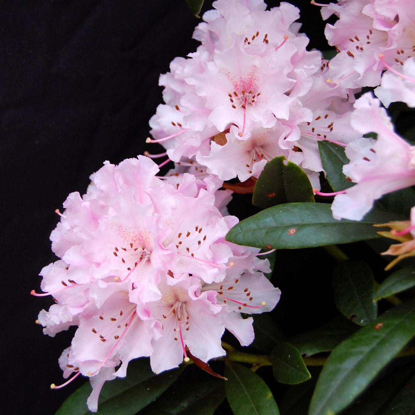 Rhododendron 'cheer' - View 9 from www redcrocus com