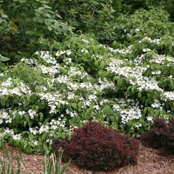 Viburnum Plicatum Var  Tomentosum 'wabi Sabi' - View 10 from www redcrocus com