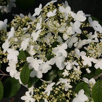 Viburnum Plicatum Var  Tomentosum 'wabi Sabi' - View 11 from www redcrocus com