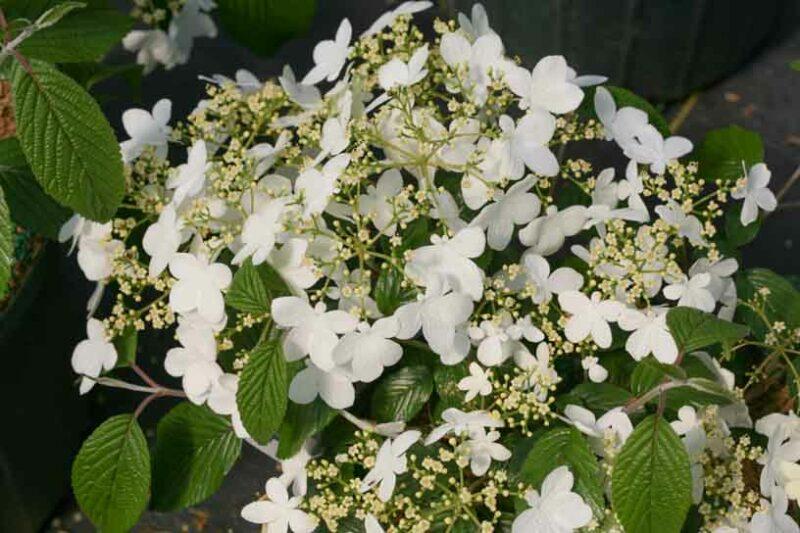 Viburnum Plicatum Var  Tomentosum 'wabi Sabi' - View 12 from www redcrocus com