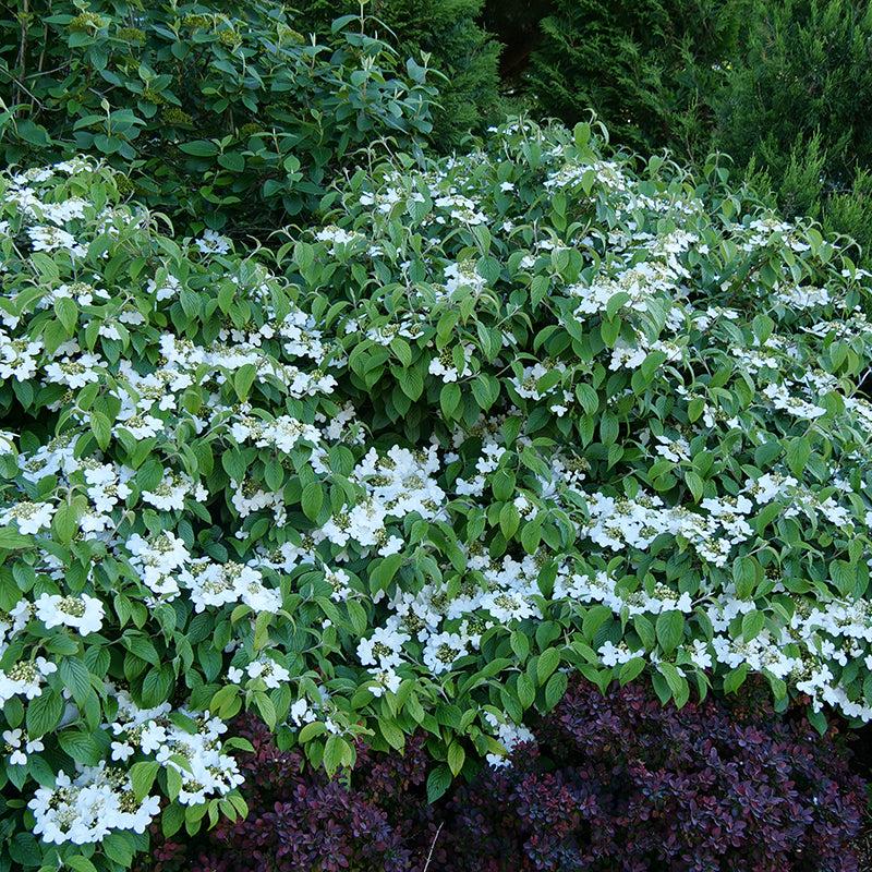 Viburnum Plicatum Var  Tomentosum 'wabi Sabi' - View 13 from www redcrocus com