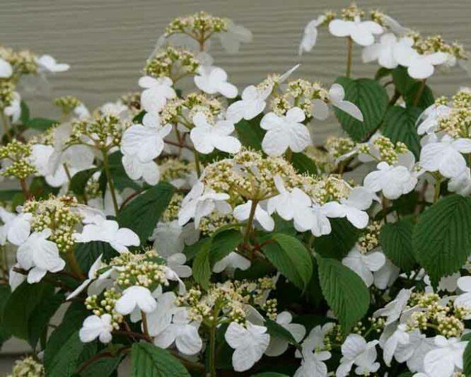 Viburnum Plicatum Var  Tomentosum 'wabi Sabi' - View 14 from www redcrocus com