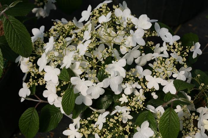 Viburnum Plicatum Var  Tomentosum 'wabi Sabi' - View 15 from www redcrocus com