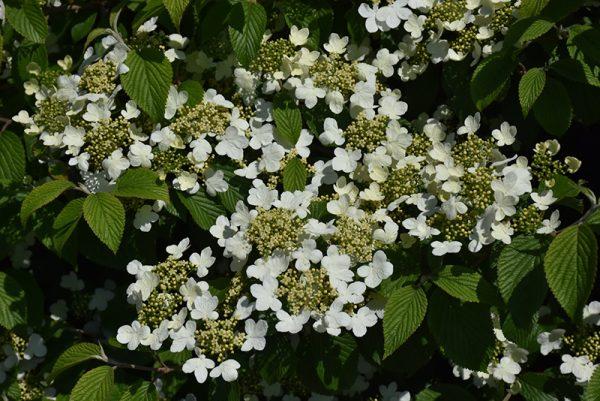 Viburnum Plicatum Var  Tomentosum 'wabi Sabi' - View 16 from www redcrocus com