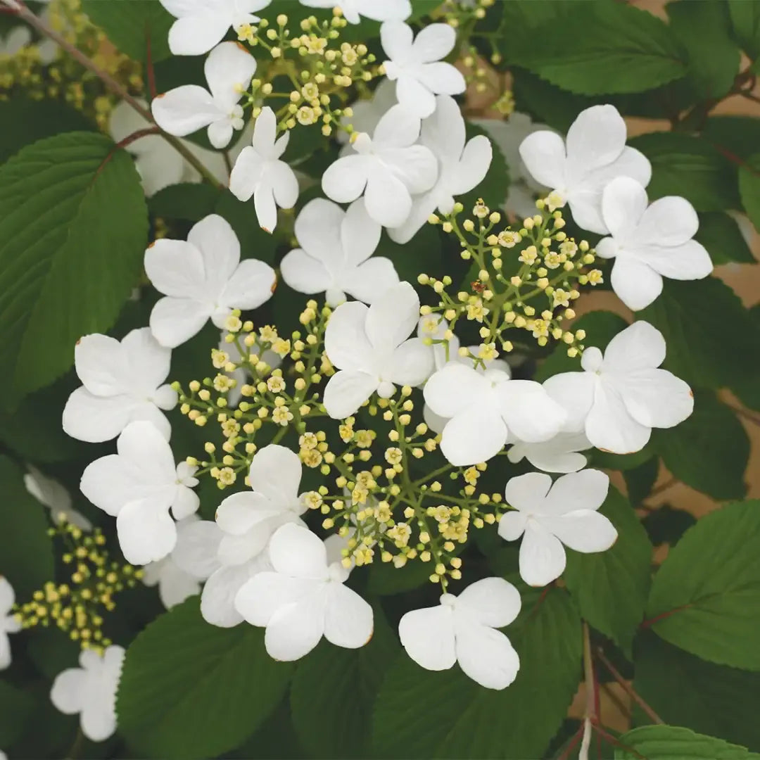 Viburnum Plicatum Var  Tomentosum 'wabi Sabi' - View 19 from www redcrocus com